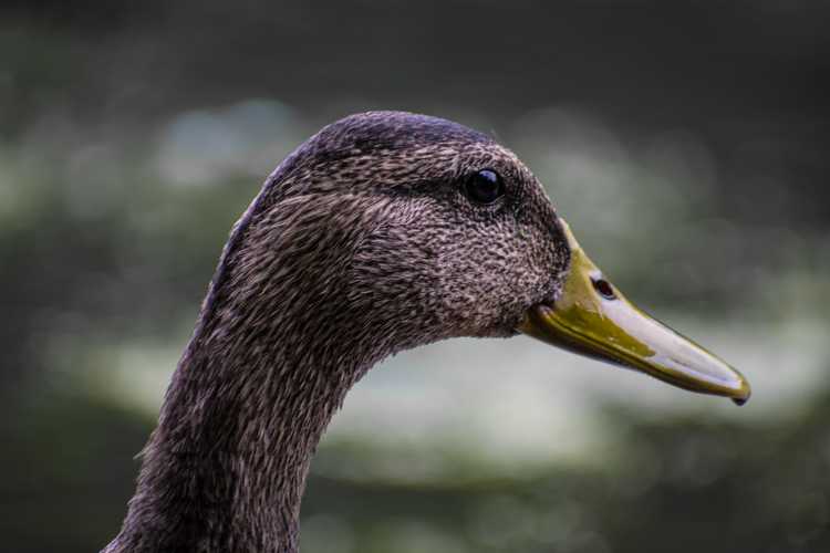 Headshot of Duck