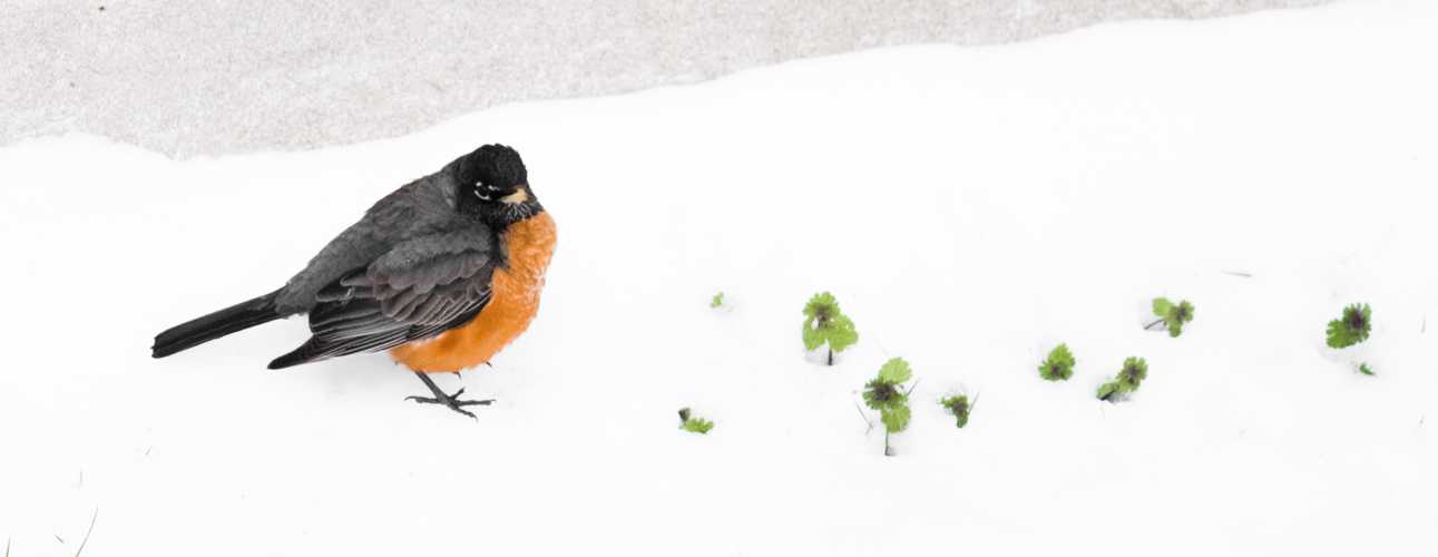 American Robin in the snow