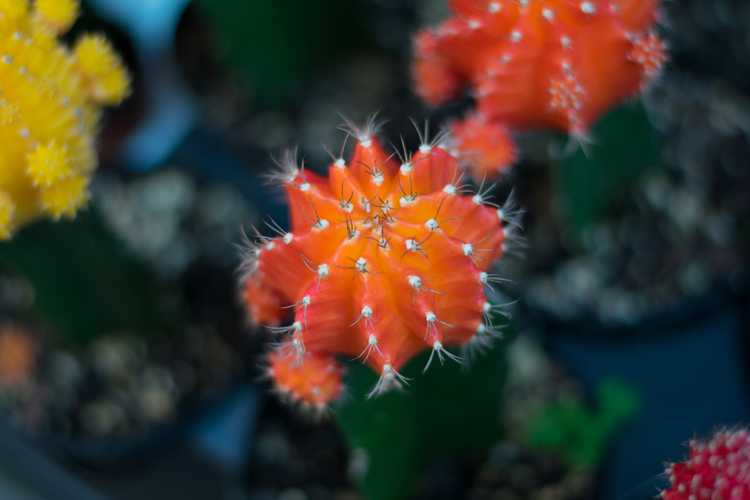 Closeup of Cactus in Chinatown